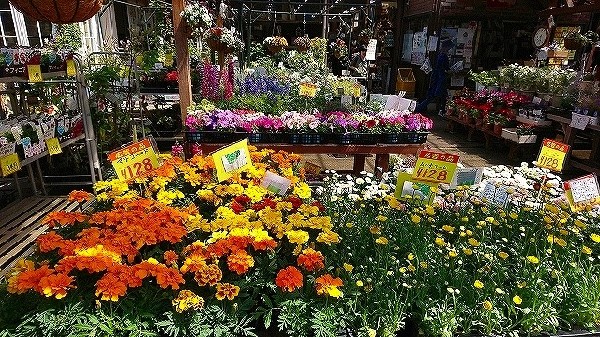 周辺環境:ホームセンタースズキ(リフォームからペット用品まで豊富な品揃えです。週末はDIYに勤しんでは如何でしょうか?)