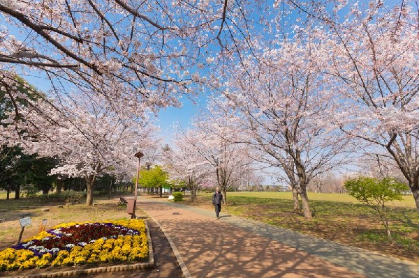 周辺環境:西東京いこいの森公園(毎年11月に行われる「西東京市民まつり」の会場になっている公園です。)