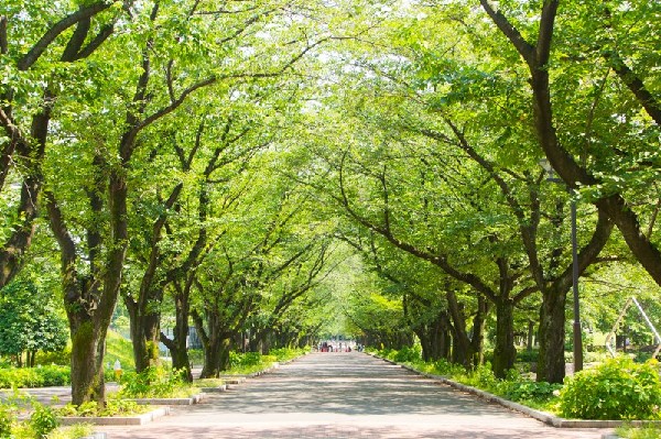 周辺環境:府中の森公園(武蔵野の緑に包まれた森と丘と水辺があり、野球、テニス、サッカーなどの運動施設が充実している。子ども用遊具や水遊び場、傾斜を成した芝生の広場などがある。)